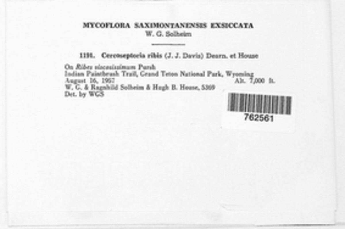 Pseudocercosporella ribis image